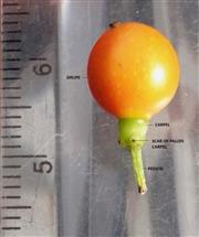 Fruit (Mature)